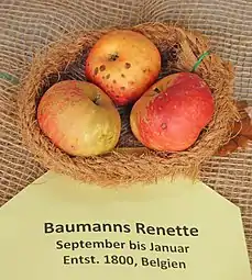 Manzanas 'Baumanns Renette'.