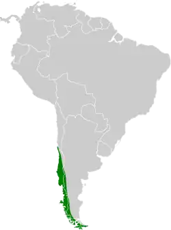 Distribución geográfica del rayadito común.