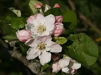 Las flores de la manzana 'Ontario'.