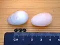 Huevos del vencejo común (Apus apus) y (debajo) pupas de Crataerina pallida