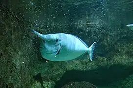 En el Aquarium tropical del "Palais de la Porte Dorée", Paris