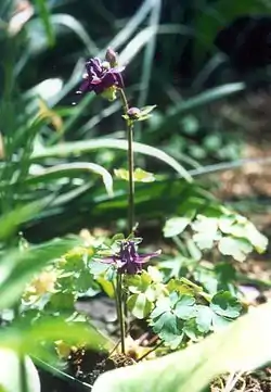 La Aquilegia grata, una especie endémica de los Alpes Dináricos.