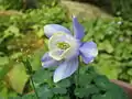 Aquilegia sibirica