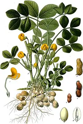 Arachis hypogaea L.