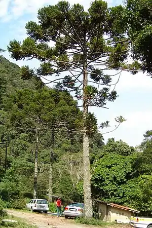 Cury, prospera desde el este de la provincia de Misiones.