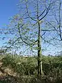 Ceibo (Ceiba trichistandra), árbol típico del bosque tropical seco.