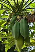Árbol de papaya Frutas del los campos