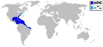 Distribución del sargo chopa