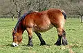 Un caballo de las Ardenas, brevilineo.