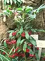 Ardisia crenata en el Hong Kong Park Conservatory.