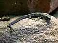 Armenian Rock Lizard