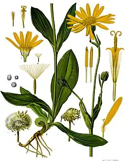 Arnica montana L.