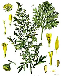 Artemisia absinthium L.