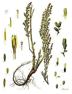 Artemisia cina O.Berg