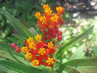 Asclepias curassavica, también llamada "flor de sangre" y "hierba María".