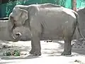 Elefante Asiático