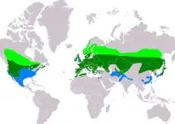 Distribución del búho chico