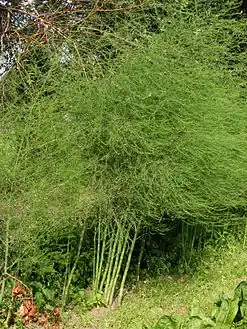 Hábito de Asparagus officinalis. Nótense los cladodios fotosintéticos que le dan un aspecto plumoso y las hojas escamosas en el eje ortótropo.