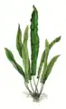 Asplenium scolopendrium, limbo entero