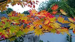 Arce japonés (Acer palmatum)