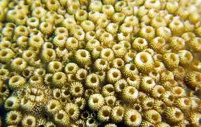 Coralitos irregulares de Astreopora myriophthalma