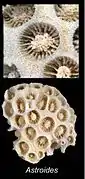 Detalle de coralitos y esqueleto colonial