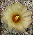 Astrophytum asterias, flor