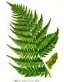 Athyrium filix-feminalimbo doble división