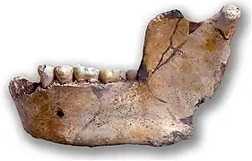 Mándibula Ternifine III, un H. erectus de más de 700 000 años. Se encontró casi intacta.