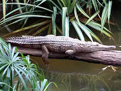 Cocodrilo australiano de agua dulce (Crocodylus johnstoni)