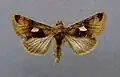 Autographa aemula