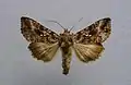 Autographa buraetica