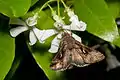 En Trachelospermum jasminoides