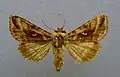 Autographa jota