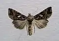 Autographa mandarina