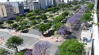 Jacarandas en flor durante noviembre en Monserrat