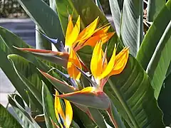 Ave del paraíso (Strelitziaceae)