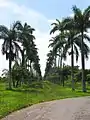 Jardín Botánico de Cienfuegos