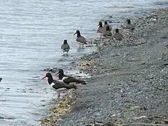 Pilpilenes en Calen, Isla Grande de Chiloé.