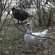 Avifauna del Guadaíra