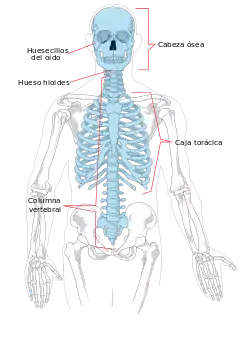 Esqueleto axial (azul); huesos (señalados en conjuntos).