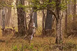 Un ciervo se alimenta en el parque nacional Rajiv Gandhi en la India.