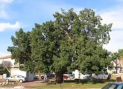 El sicomoro (Ficus sycomorus) se plantaba habitualmente en los templos. Su uso era el de proporcionar sombra y su madera se empleaba en la fabricación de sarcófagos para momias.