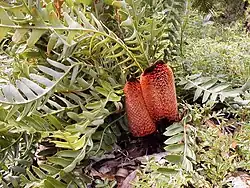 Dos conos de Banksia blechnifolia, Maranoa Gardens, North Balwyn, Victoria