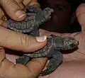 Crías de tortuga boba