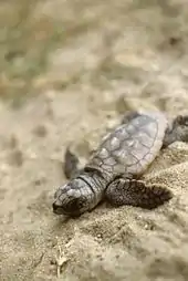 Crías de la tortuga Caretta, (Dejemos de llamarla “boba”) arrastrándose por la arena