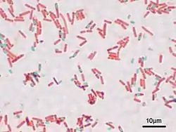 Imagen microscópica de la formación de esporas bacterianas de Bacillus subtilis (ATCC 6633) Coloración de esporas, ampliación: 1.000. (verde) esporas, (rojo) estado vegetativo.