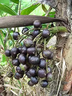 La chontilla (Bactris maraja).