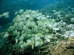 Cardumen de A. triostegus en isla Reunión