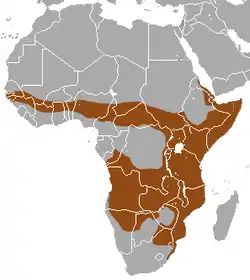 Distribución de la mangosta rayada